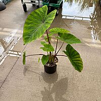 Colocasia esculenta 'Diamond Head' (Taro 'Royal Hawaiian Diamond Head) - 10" pot