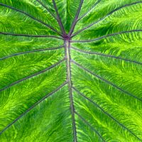 Colocasia esculenta 'Diamond Head' (Taro 'Royal Hawaiian Diamond Head) - 10" pot
