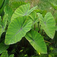 Colocasia esculenta 'Diamond Head' (Taro 'Royal Hawaiian Diamond Head) - 10" pot
