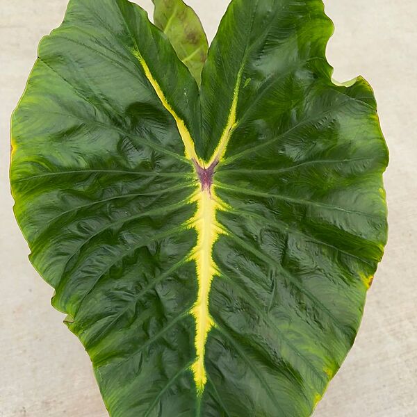 Colocasia 'Royal Hawaiian White Lava' (Colocasia esculenta 'Royal Hawaiian White Lava') - 8" Pot