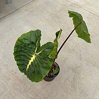 Colocasia 'Royal Hawaiian White Lava' (Colocasia esculenta 'Royal Hawaiian White Lava') - 8" Pot