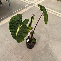 Colocasia 'Royal Hawaiian White Lava' (Colocasia esculenta 'Royal Hawaiian White Lava') - 8" Pot