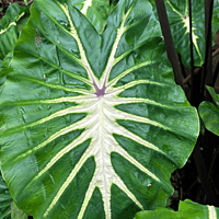 Colocasia 'Royal Hawaiian White Lava' (Colocasia esculenta 'Royal Hawaiian White Lava') - 8" Pot