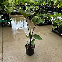 Colocasia 'Royal Hawaiian Tea Cup' (Colocasia esculenta 'Royal Hawaiian Tea Cup') - 10" Pot