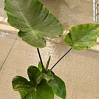 Colocasia 'Royal Hawaiian Tea Cup' (Colocasia esculenta 'Royal Hawaiian Tea Cup') - 10" Pot