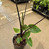 Colocasia 'Royal Hawaiian Tea Cup' (Colocasia esculenta 'Royal Hawaiian Tea Cup') - 10" Pot
