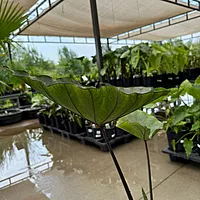 Colocasia 'Royal Hawaiian Tea Cup' (Colocasia esculenta 'Royal Hawaiian Tea Cup') - 10" Pot