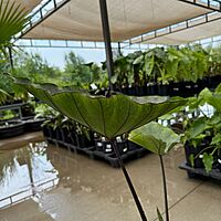 Colocasia 'Royal Hawaiian Tea Cup' (Colocasia esculenta 'Royal Hawaiian Tea Cup') - 10" Pot