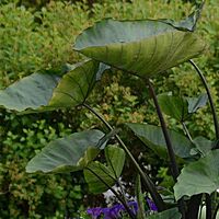 Colocasia 'Royal Hawaiian Tea Cup' (Colocasia esculenta 'Royal Hawaiian Tea Cup') - 10" Pot