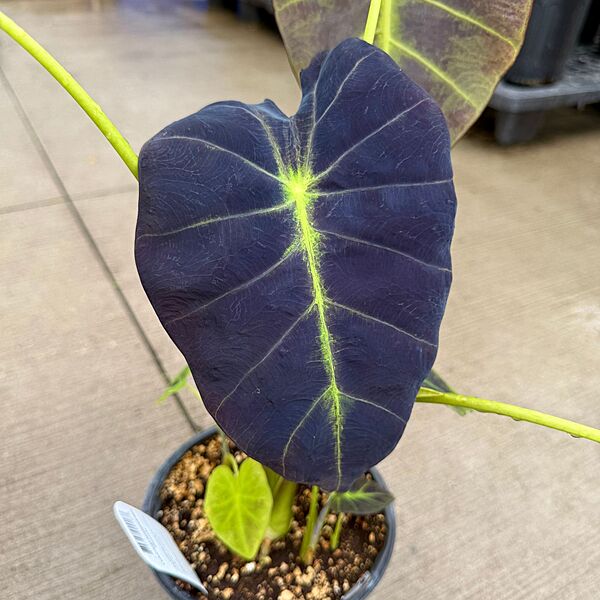 Colocasia 'Illustris' (Colocasia esculenta 'Illustris') - 8" Pot