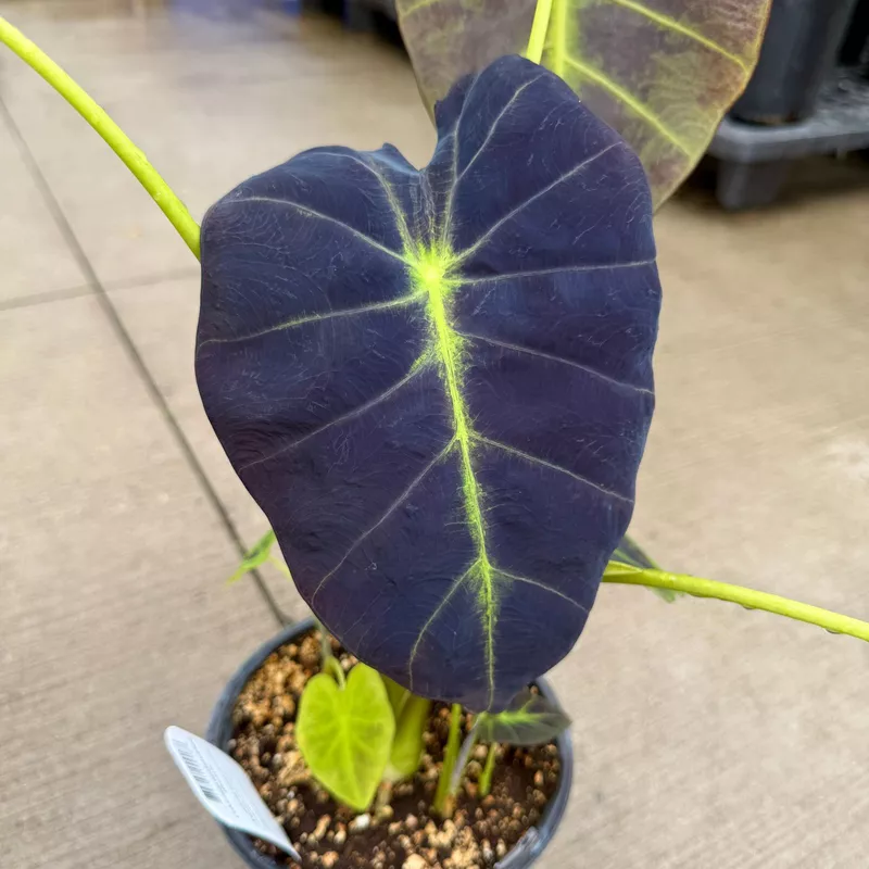 Colocasia 'Illustris' (Colocasia esculenta 'Illustris') - 8" Pot