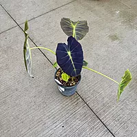 Colocasia 'Illustris' (Colocasia esculenta 'Illustris') - 8" Pot
