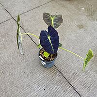 Colocasia 'Illustris' (Colocasia esculenta 'Illustris') - 8" Pot
