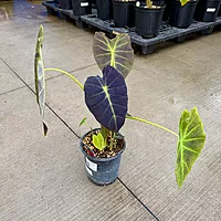 Colocasia 'Illustris' (Colocasia esculenta 'Illustris') - 8" Pot