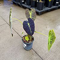 Colocasia 'Illustris' (Colocasia esculenta 'Illustris') - 8" Pot
