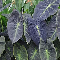 Colocasia 'Illustris' (Colocasia esculenta 'Illustris') - 8" Pot