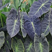 Colocasia 'Illustris' (Colocasia esculenta 'Illustris') - 8" Pot