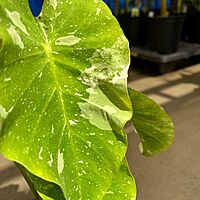 Colocasia 'Ele Paio' (Colocasia sp. 'Ele Paio') - 8" Pot