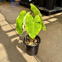 Colocasia 'Ele Paio' (Colocasia sp. 'Ele Paio') - 8" Pot