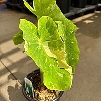 Colocasia 'Ele Paio' (Colocasia sp. 'Ele Paio') - 8" Pot