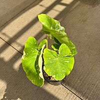 Colocasia 'Ele Paio' (Colocasia sp. 'Ele Paio') - 8" Pot
