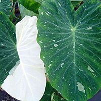Colocasia 'Ele Paio' (Colocasia sp. 'Ele Paio') - 8" Pot