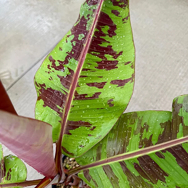 Musa acuminata var. sumatrana ‘Mystik’ (Musa 'Mystik') - 12" Pot