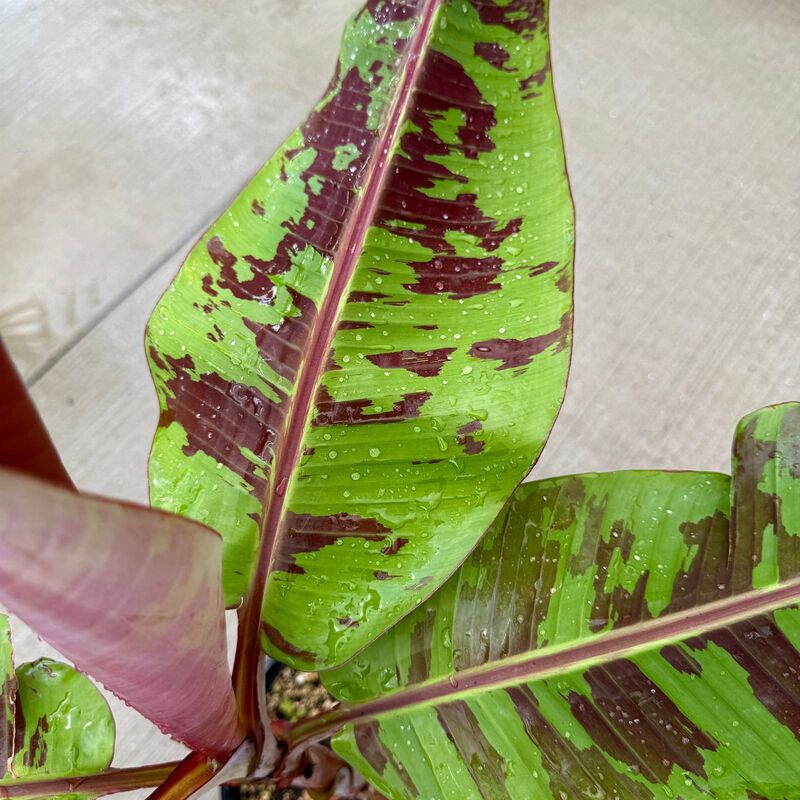 Musa acuminata var. sumatrana ‘Mystik’ (Musa 'Mystik') - 12" Pot