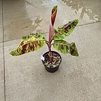 Musa acuminata var. sumatrana ‘Mystik’ (Musa 'Mystik') - 12" Pot