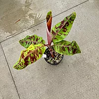 Musa acuminata var. sumatrana ‘Mystik’ (Musa 'Mystik') - 12" Pot