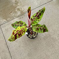 Musa acuminata var. sumatrana ‘Mystik’ (Musa 'Mystik') - 12" Pot