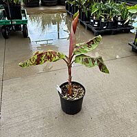 Musa acuminata var. sumatrana ‘Mystik’ (Musa 'Mystik') - 12" Pot