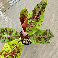Musa acuminata var. sumatrana ‘Mystik’ (Musa 'Mystik') - 12" Pot