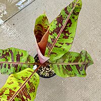 Musa acuminata var. sumatrana ‘Mystik’ (Musa 'Mystik') - 12" Pot