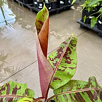 Musa acuminata var. sumatrana ‘Mystik’ (Musa 'Mystik') - 12" Pot