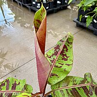 Musa acuminata var. sumatrana ‘Mystik’ (Musa 'Mystik') - 12" Pot