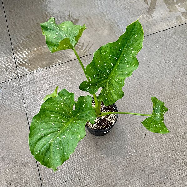 Zantedeschia aethiopica 'White Giant' (Calla Lily 'White Giant') - 10" Pot