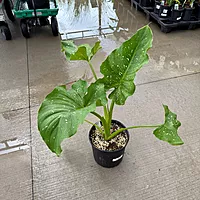Zantedeschia aethiopica 'White Giant' (Calla Lily 'White Giant') - 10" Pot