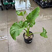 Zantedeschia aethiopica 'White Giant' (Calla Lily 'White Giant') - 10" Pot