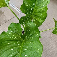 Zantedeschia aethiopica 'White Giant' (Calla Lily 'White Giant') - 10" Pot