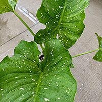 Zantedeschia aethiopica 'White Giant' (Calla Lily 'White Giant') - 10" Pot