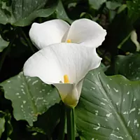 Zantedeschia aethiopica 'White Giant' (Calla Lily 'White Giant') - 10" Pot