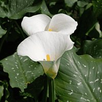 Zantedeschia aethiopica 'White Giant' (Calla Lily 'White Giant') - 10" Pot