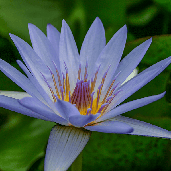 Tropical Water Lily 'Blue Beauty' (Blue) (Nymphaea ‘Blue Beauty’) - 6" Pot