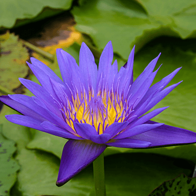Tropical Water Lily 'Blue Spider' (Dark Blue) (Nymphaea ‘Blue Spider’) - 6" Pot