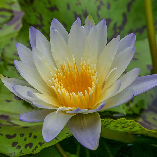 Tropical Water Lily 'Green Smoke' (Chartreuse & Smokey Blue) (Nymphaea ‘Green Smoke') - 6" Pot