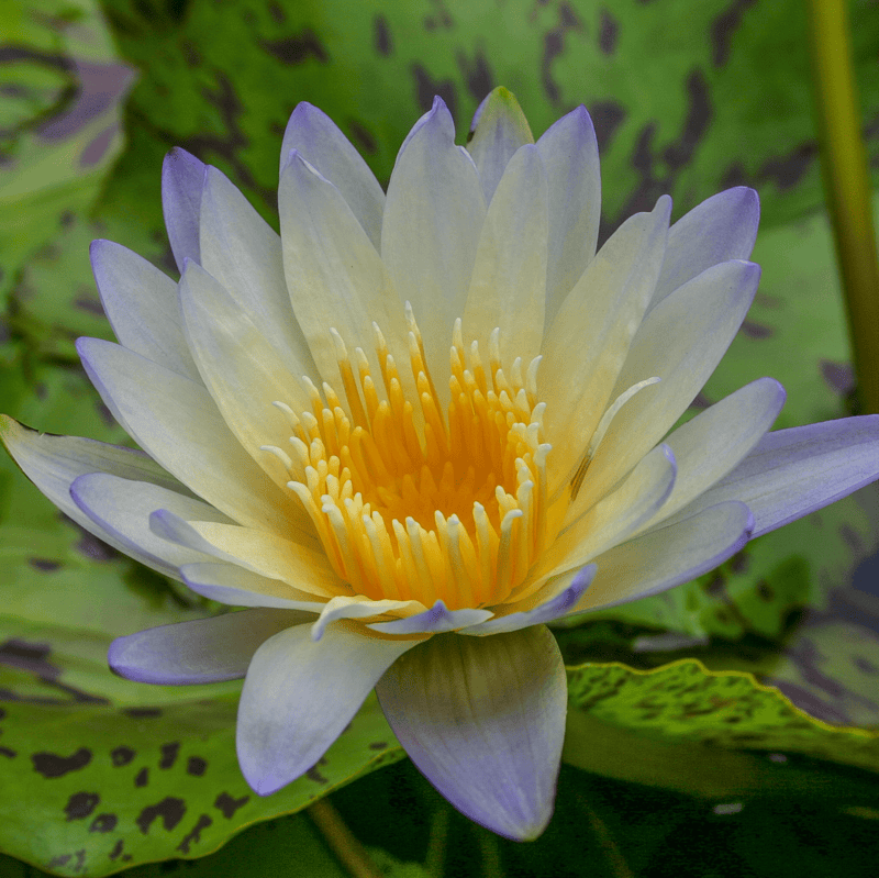 Tropical Water Lily 'Green Smoke' (Chartreuse & Smokey Blue) (Nymphaea ‘Green Smoke') - 6" Pot