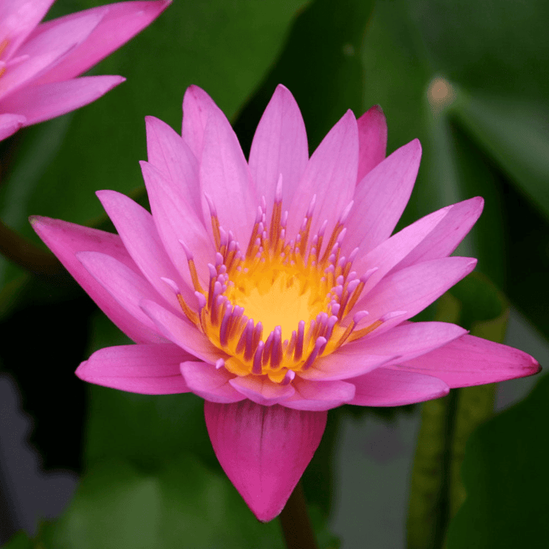 Tropical Water Lily 'Shirley Bryne' (Pink) (Nymphaea ‘Shirley Bryne’) - 6" Pot