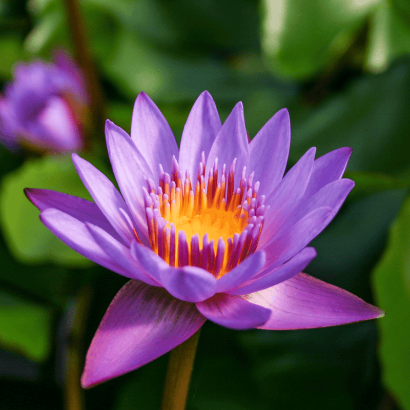 Tropical Water Lily 'Panama Pacific' (Purple) (Nymphaea ‘Panama Pacific’) - 6" Pot