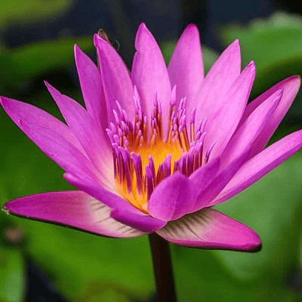 Tropical Water Lily 'Ruby' (Red) (Nymphaea ‘Ruby’) - 6" Pot